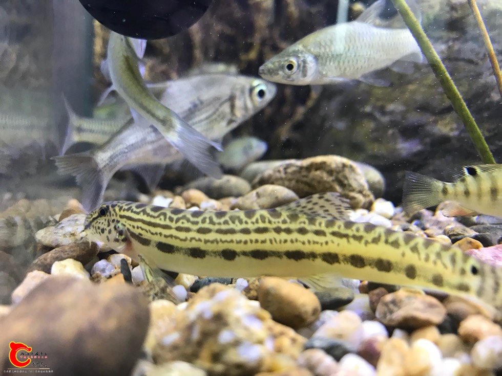 185027fnisggddxinra612.jpg