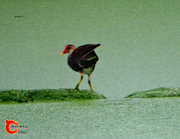 DSC00125_副本.jpg