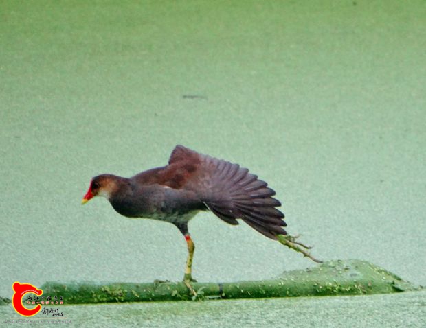 DSC00128_副本.jpg