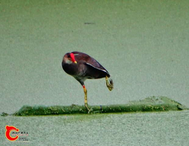 DSC00129_副本.jpg