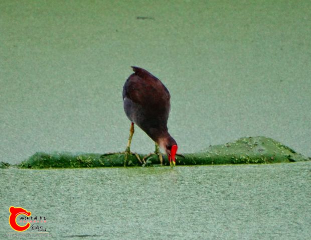 DSC00132_副本.jpg