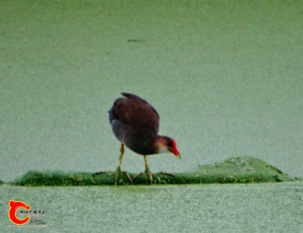 DSC00134_副本.jpg