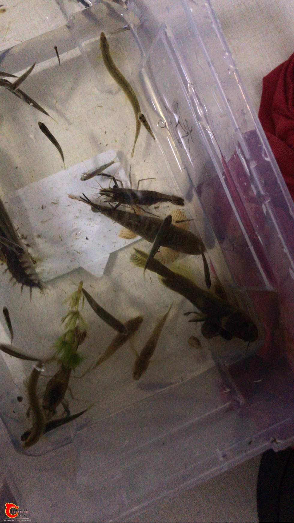 185902bgzghaasgmospask.jpg 185902bgzghaasgmospask.jpg