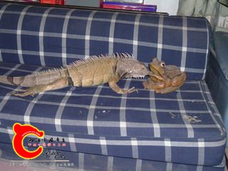 DSCF0588a.JPG