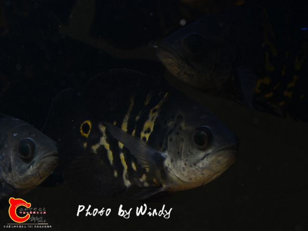 DSC_2214_副本.jpg