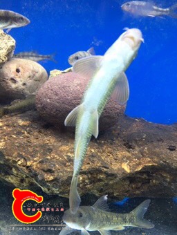 000216wmps0afuvfi15d1m.jpg