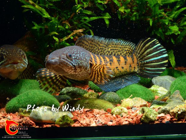 DSC_2369_副本.jpg