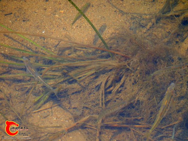 DSC00177_副本.jpg