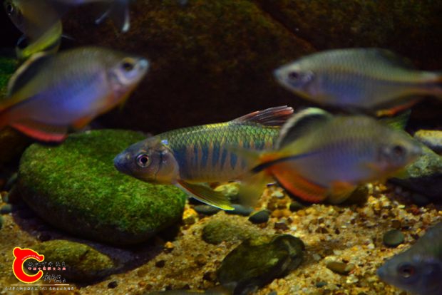 DSC_4358.JPG