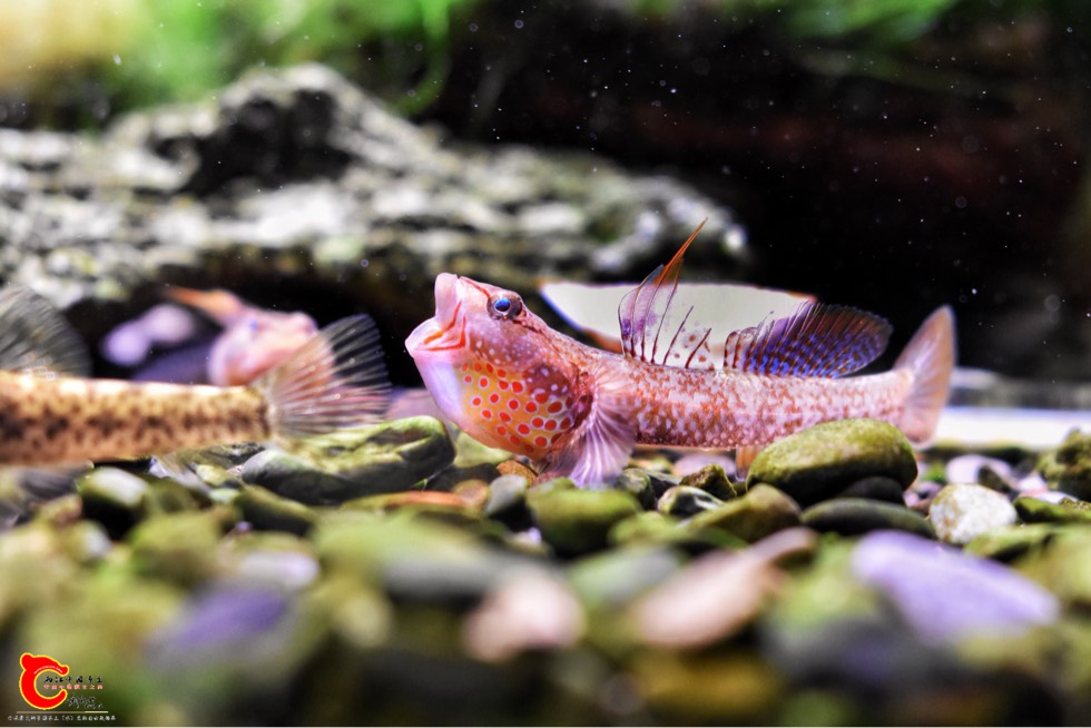 163519cykeg3lmcgciyaea.jpg