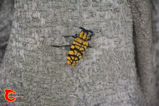 DSC_4334.JPG