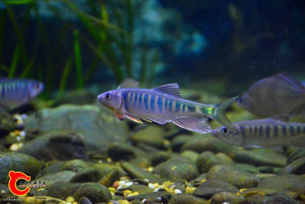 DSC_4377.JPG