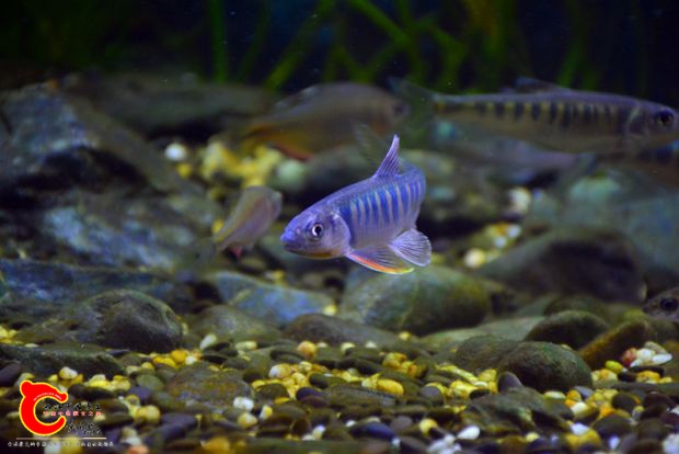 DSC_4378.JPG