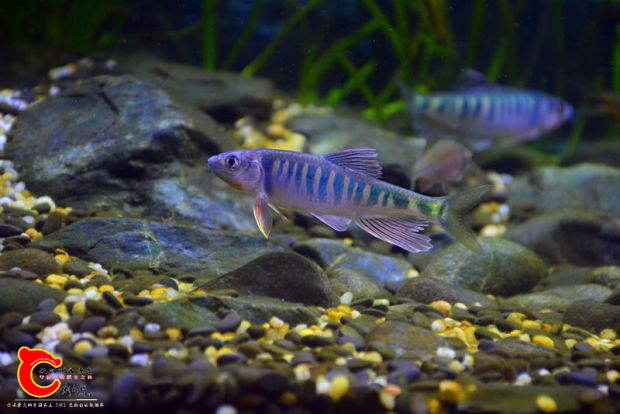 DSC_4379.JPG