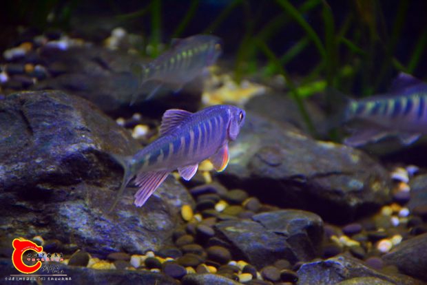 DSC_4388.JPG