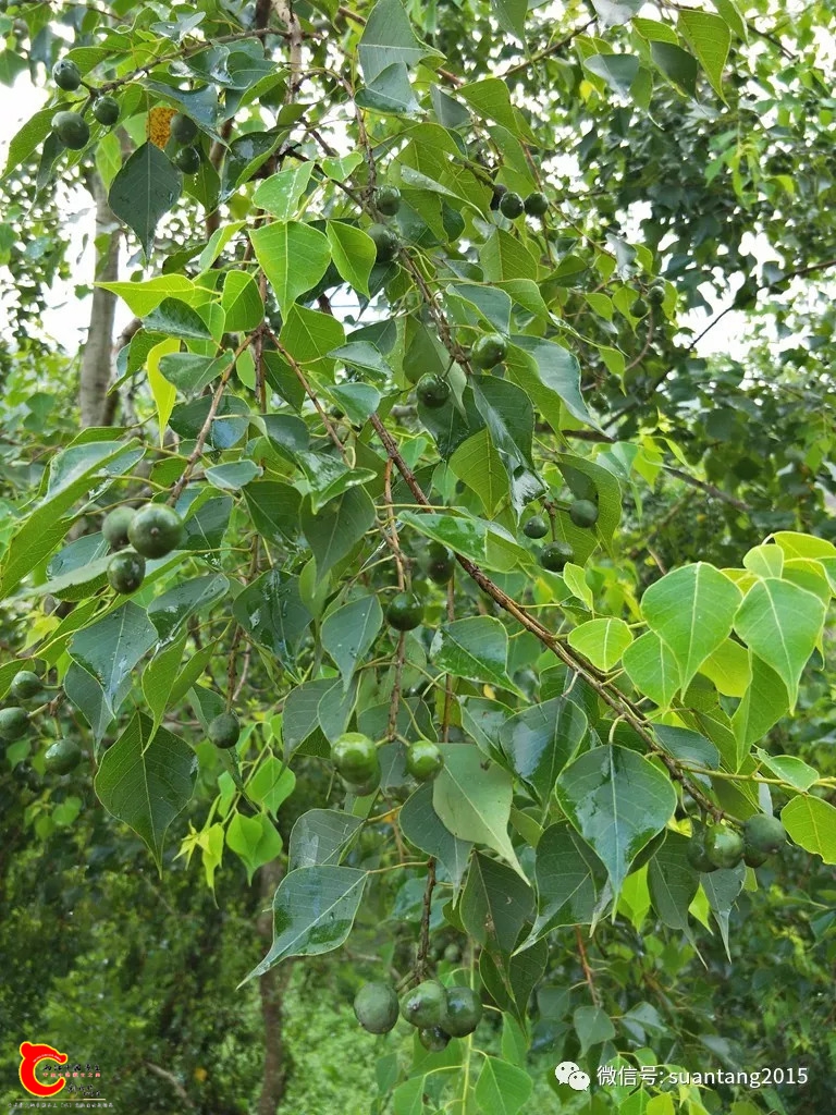 92efc9dbb4ec2d98069f247a11e20ec8.jpg