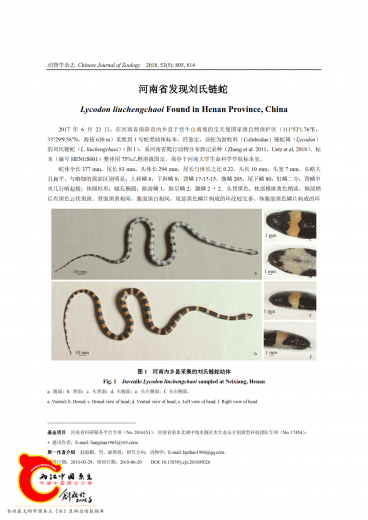 河南省发现刘氏链蛇_1.png