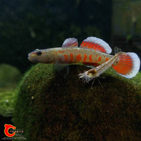 200635omommlluzrisq6id.jpg