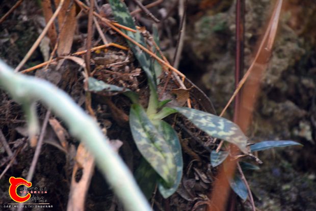 DSC_4406.JPG