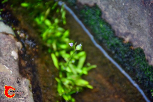 DSC_4424.JPG