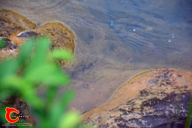DSC_4437.JPG