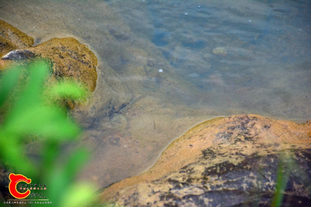 DSC_4439.JPG