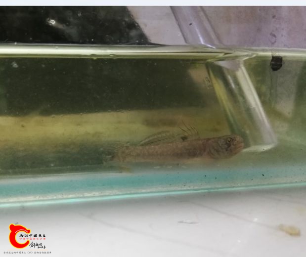 什么名字的虾虎
