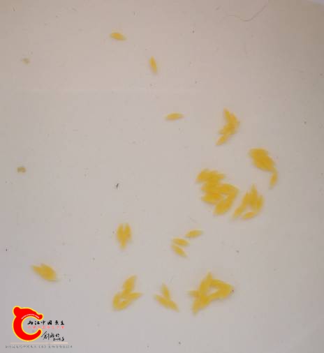 150333s1ls9jqos2xan6dr.jpg