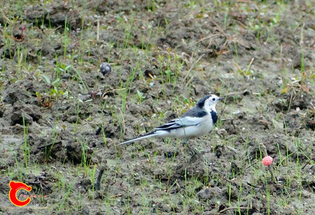 DSC00015_副本.jpg
