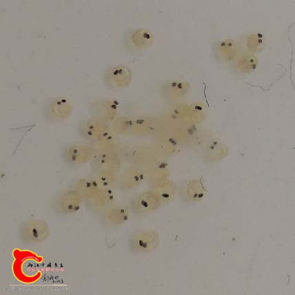 005442lpklpay6yseg6k02.jpg