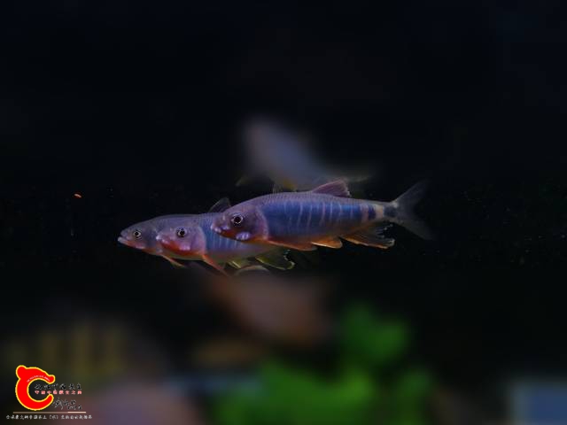 145356lfpn10fpz1c9pn90.jpg