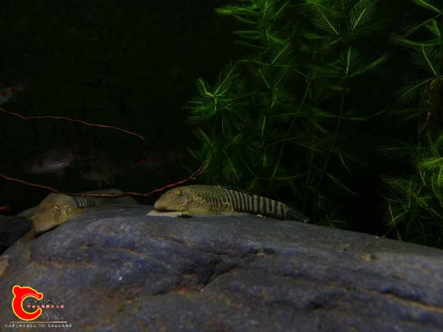 120152yw1fbf48b005p10w.jpg