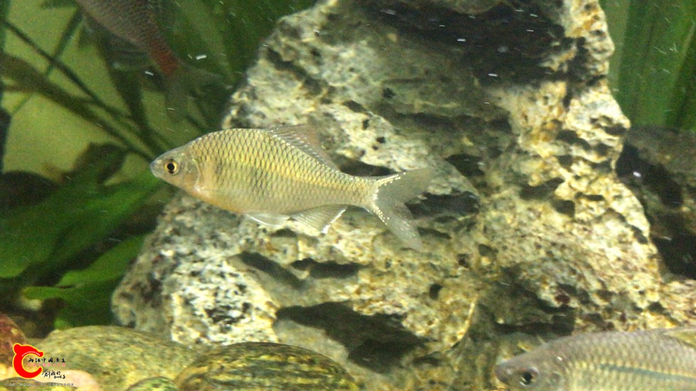 230641h2eg99s5552wyggs.jpg