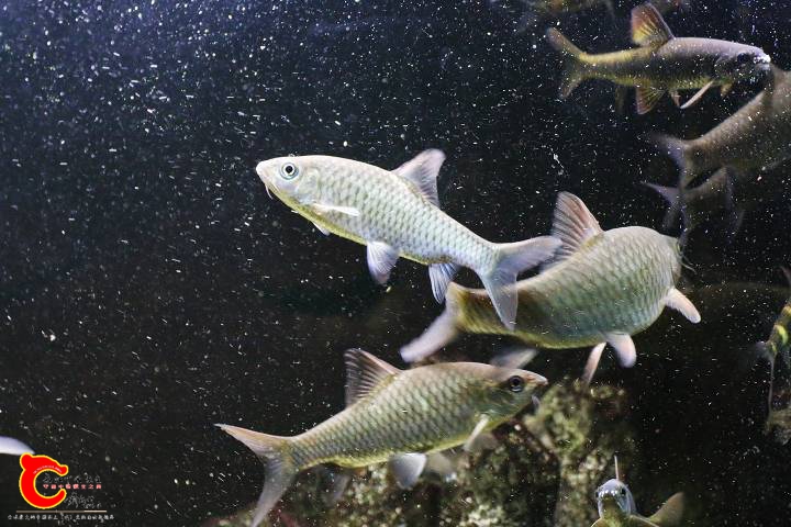 110754kw9g363647gyj7po.jpg