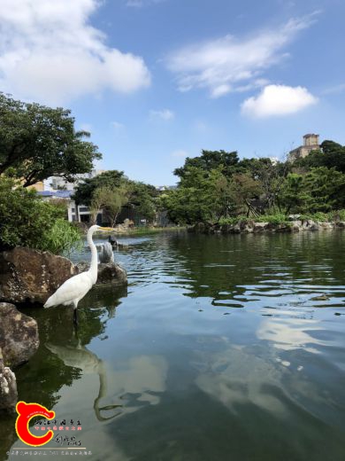 白鹭.jpg