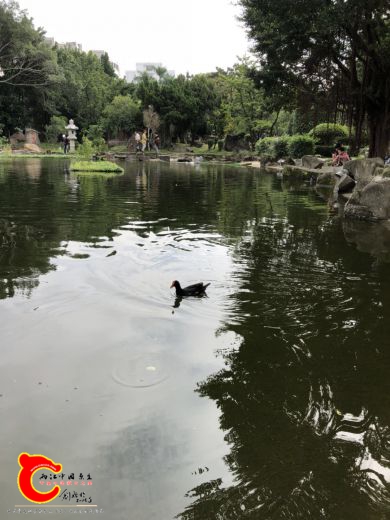 黑水鸭.jpg