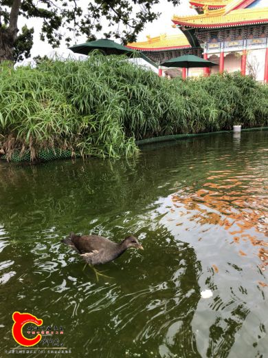 秧鸡.jpg