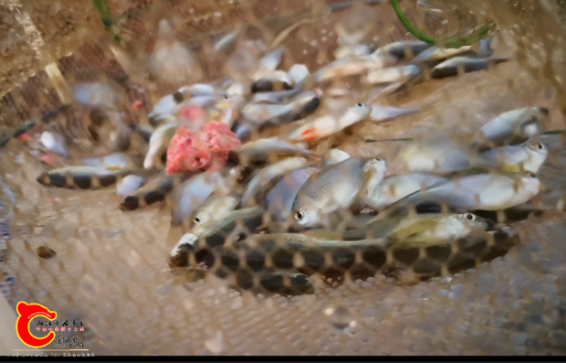 小圆笼收获2.png