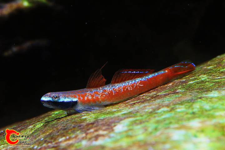 213148eskscovbrwcs418v.jpg