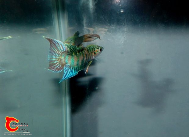 DSCI0929.jpg