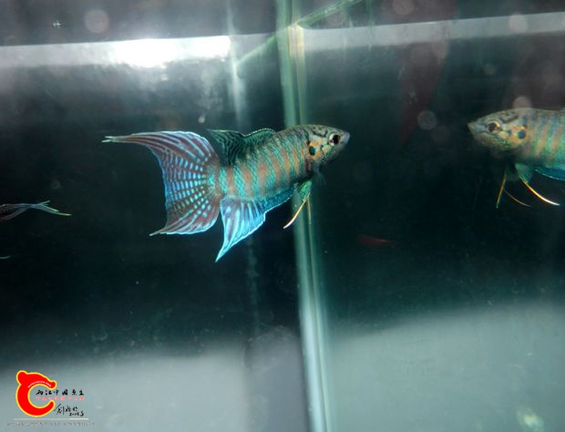 DSCI0937.jpg