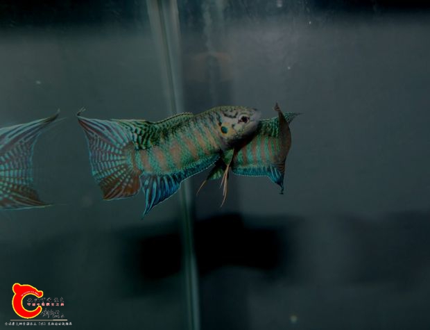 DSCI0939.jpg