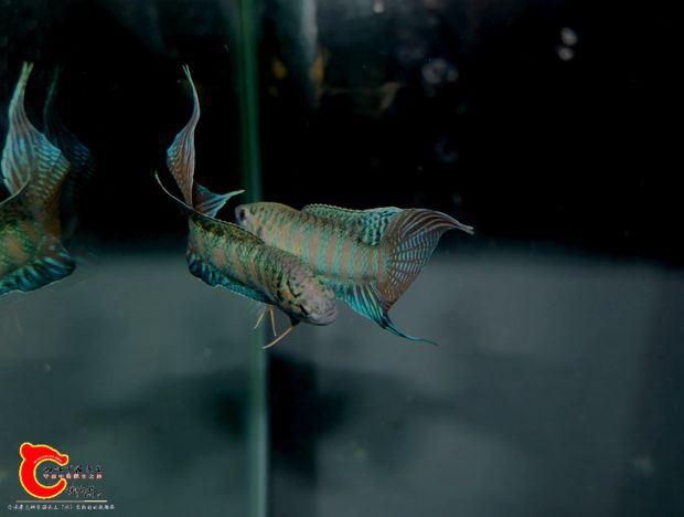 DSCI0940.jpg