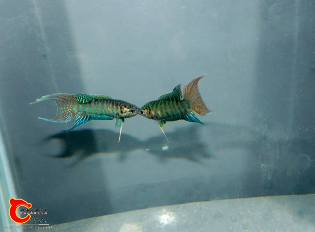 DSCI0950.jpg