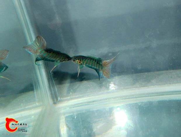 DSCI0951.jpg