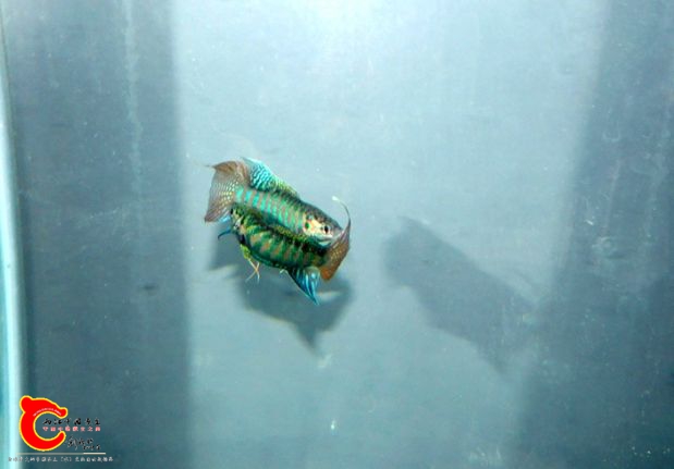 DSCI0923.jpg