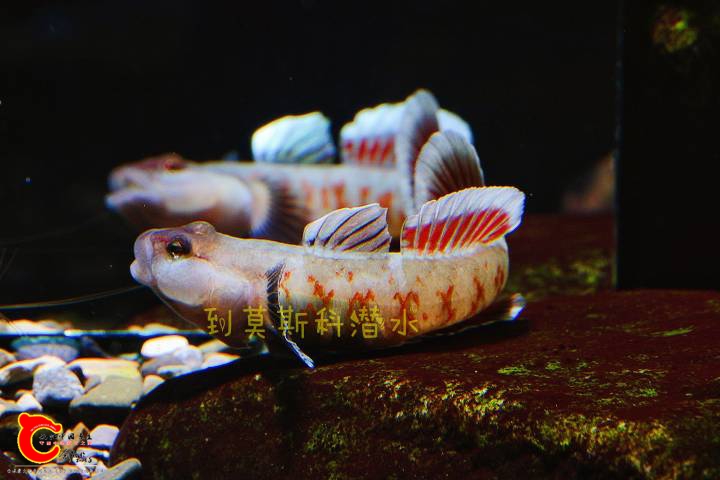 140129lmlzvnkimyqffgaa.jpg