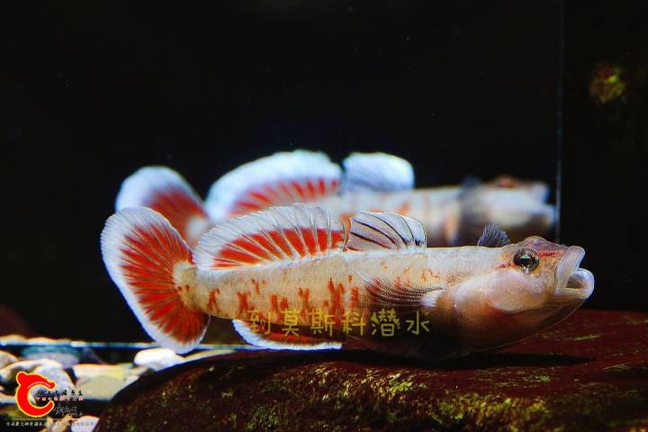 140146az34rlsco44o99z9.jpg