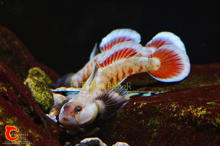 140149nuoxm2l2r2xv2hr6.jpg