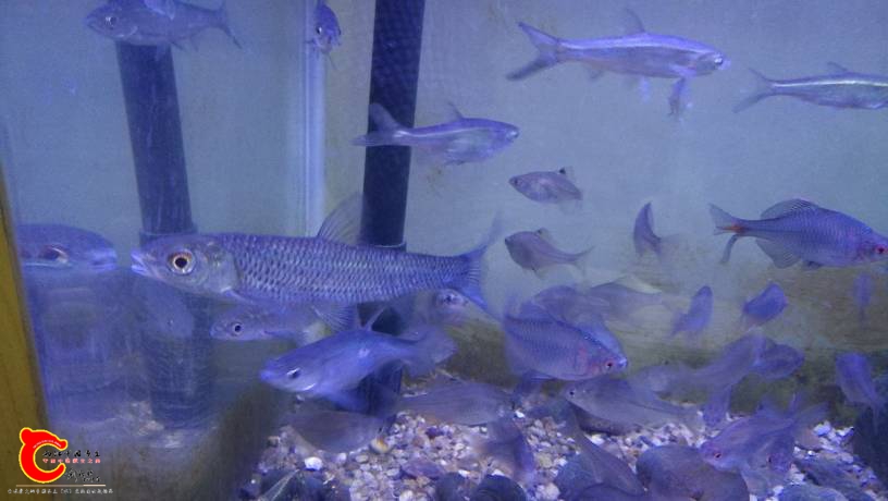 201107wk59cjrdkh9kj2pz.jpg